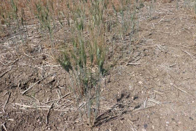 Dry prairie soil with stressed canola crop illustrating nutrient stratification during drought conditions | Mandako Dry prairie soil with stressed canola crop illustrating nutrient stratification during drought conditions